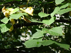 Tilia platyphyllos