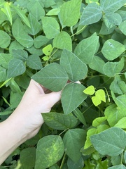 Amphicarpaea bracteata