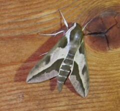 Hyles euphorbiae
