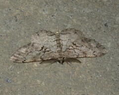 Peribatodes secundaria