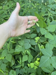 Amphicarpaea bracteata