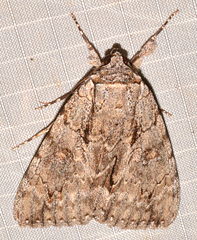 Catocala habilis