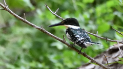 Chloroceryle americana