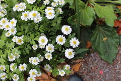 Tanacetum parthenium