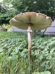 Chlorophyllum molybdites