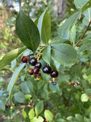 Aronia melanocarpa