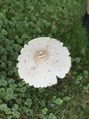 Chlorophyllum molybdites