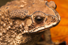 Duttaphrynus melanostictus