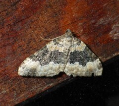 Epirrhoe galiata