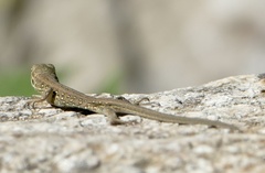 Lacerta agilis