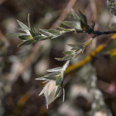 Amphithalea tomentosa