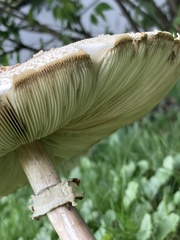 Chlorophyllum molybdites