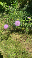 Cirsium altissimum
