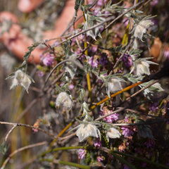 Amphithalea tomentosa