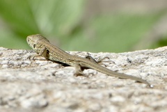 Lacerta agilis