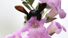 Xylocopa griswoldi