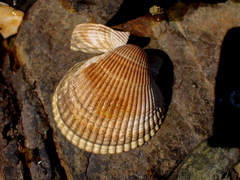 Clinocardium nuttallii