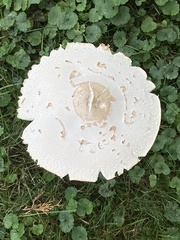 Chlorophyllum molybdites