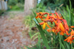 Crocosmia aurea
