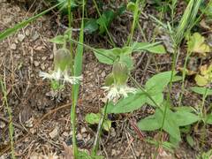 Silene campanulata
