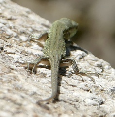 Lacerta agilis