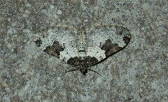 Xanthorhoe fluctuata