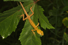 Calotes versicolor
