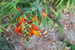 Crocosmia aurea