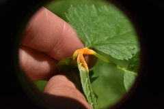 Puccinia recondita