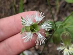 Silene campanulata