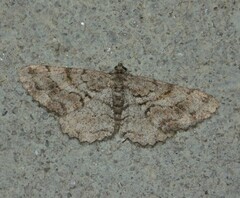 Peribatodes secundaria