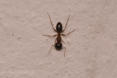 Camponotus