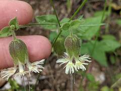Silene campanulata