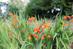 Crocosmia aurea