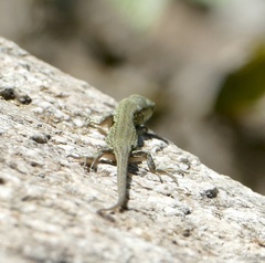 Lacerta agilis