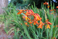 Crocosmia aurea
