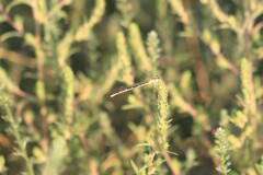 Enallagma carunculatum
