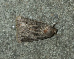 Agrotis bigramma
