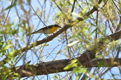 Icteria virens