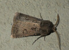 Agrotis bigramma