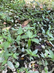 Persicaria longiseta