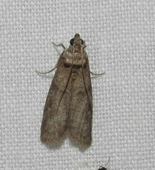 Ectomyelois ceratoniae