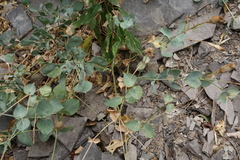 Silene chlorifolia