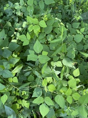 Amphicarpaea bracteata