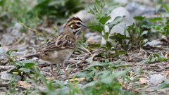 Chondestes grammacus