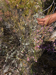 Amphithalea tomentosa