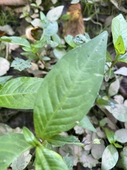 Persicaria longiseta
