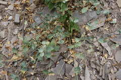 Silene chlorifolia