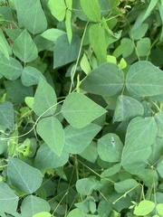 Amphicarpaea bracteata