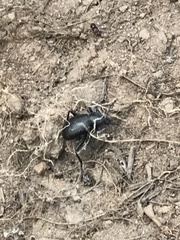 Coelocnemis dilaticollis